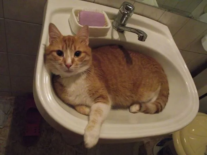 If It Fits