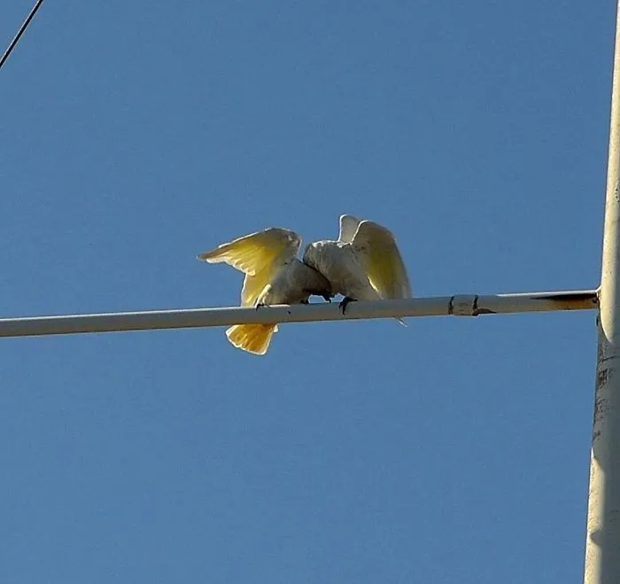 The Western Corella