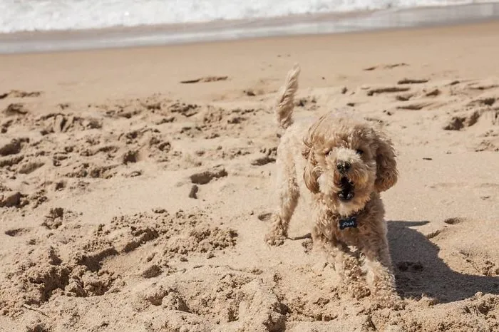 159 Dogs Who Suck At Hide-And-Seek