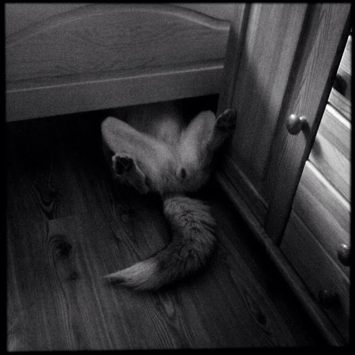 159 Dogs Who Suck At Hide-And-Seek