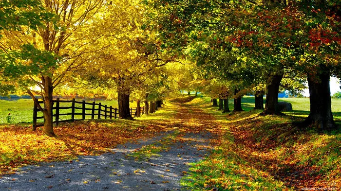 Country Road