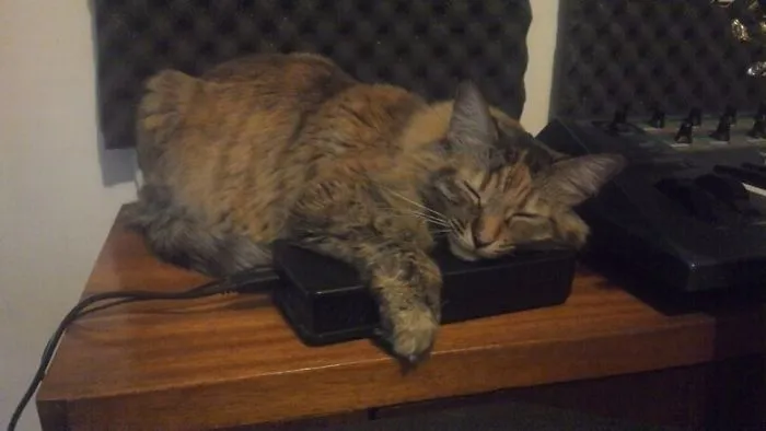 Hard Drive Cat, She's Got Back Up!