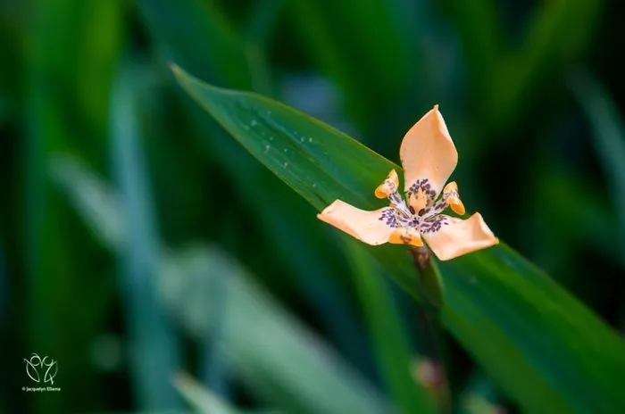Alien Flower