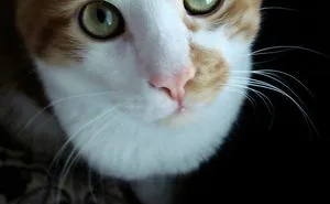 62 Spoiled Cats That Probably Live Better Than You