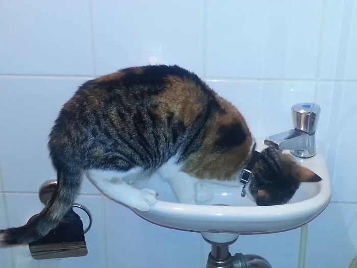 73 Crazy Cats That Actually Love Water