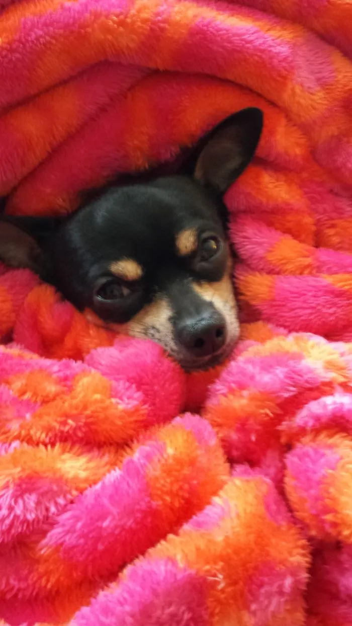 159 Dogs Who Suck At Hide-And-Seek