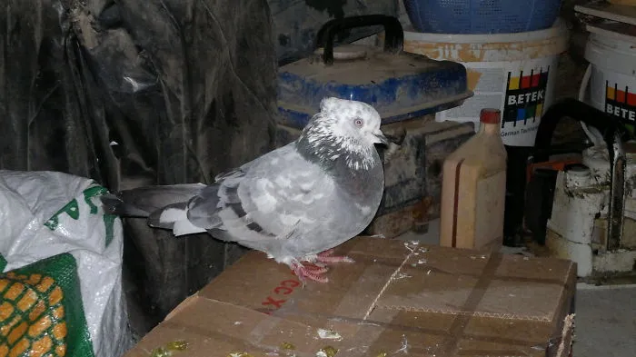 A Lonely Dove After Death Her Partner