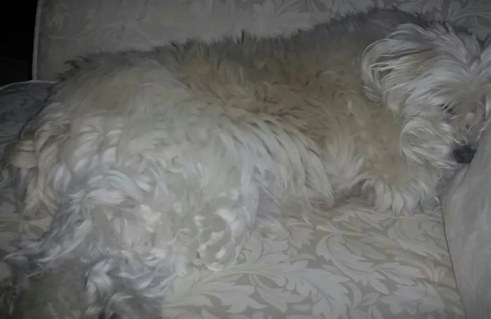 159 Dogs Who Suck At Hide-And-Seek