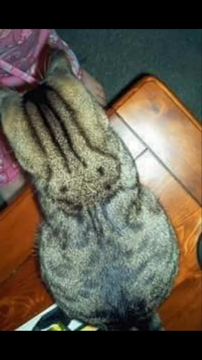 Hidden Rabbit!