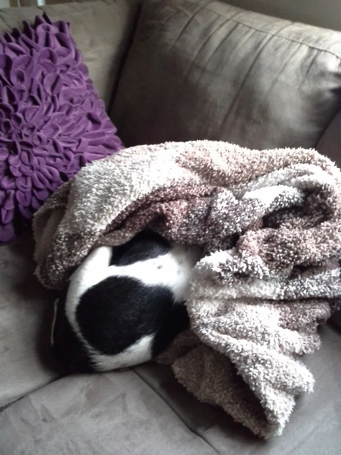 159 Dogs Who Suck At Hide-And-Seek