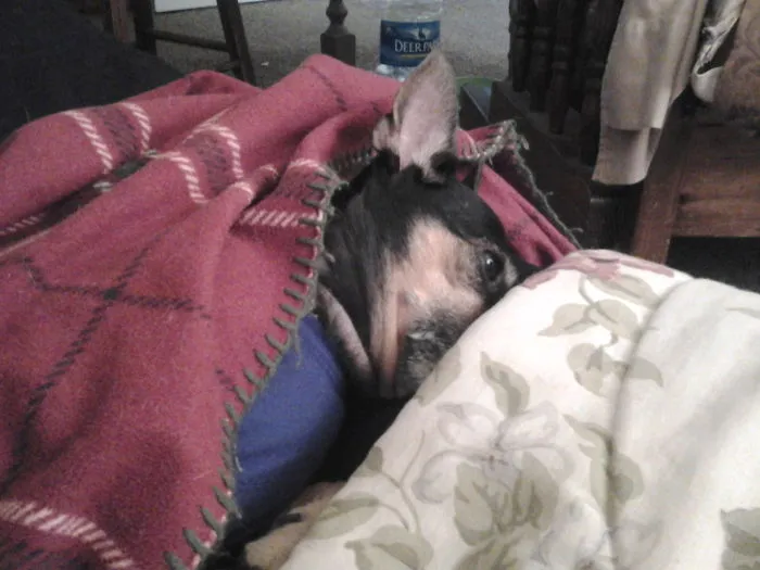159 Dogs Who Suck At Hide-And-Seek