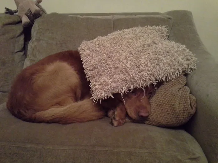 159 Dogs Who Suck At Hide-And-Seek