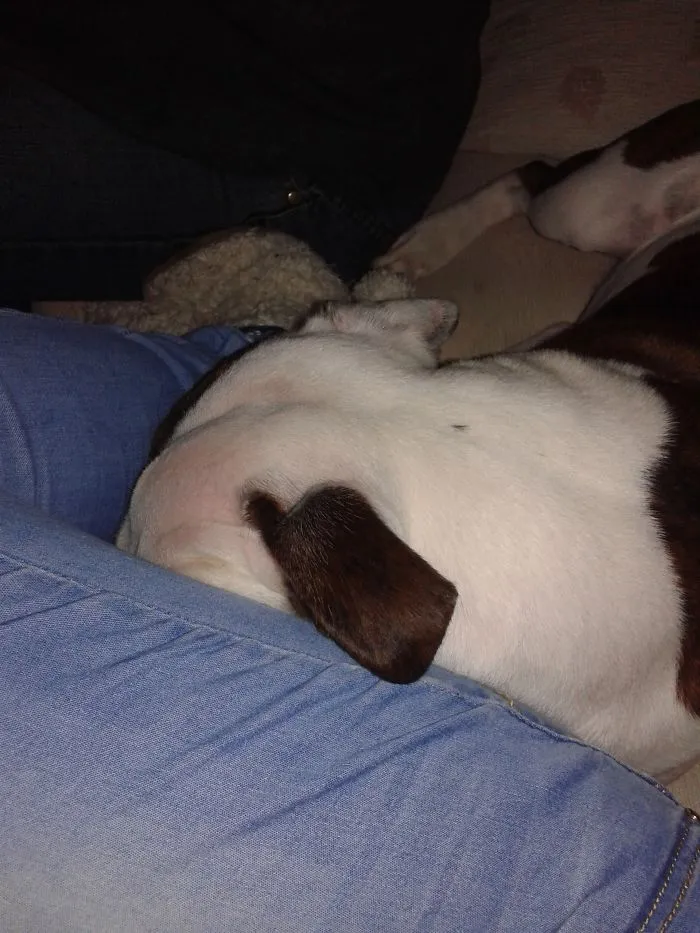 159 Dogs Who Suck At Hide-And-Seek