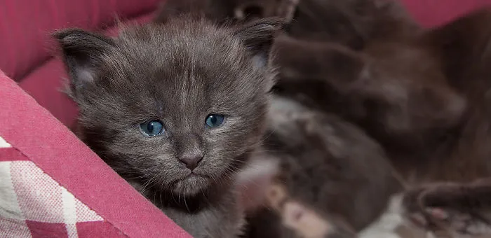 Maine Coons... 4 Weeks Old Now...