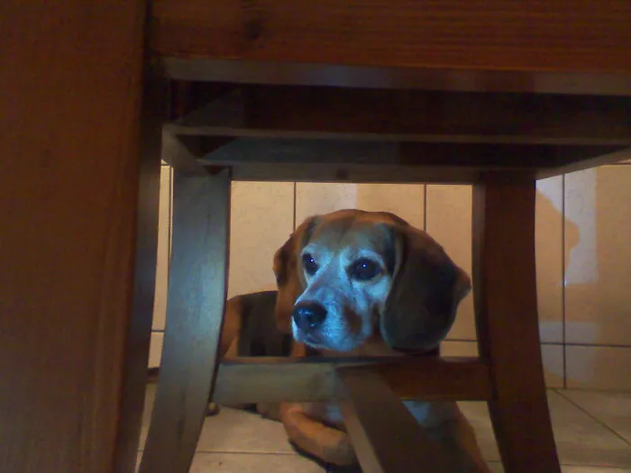 159 Dogs Who Suck At Hide-And-Seek