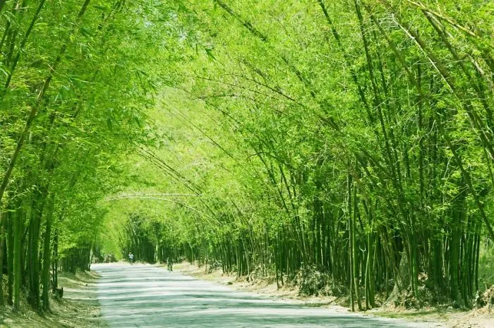 Bamboo Avenue, Jamaica