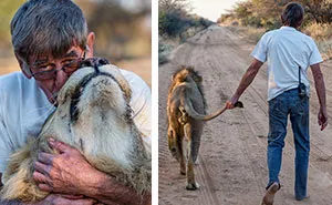 11 Years Of Friendship Between A Lion And The Human That Saved Him