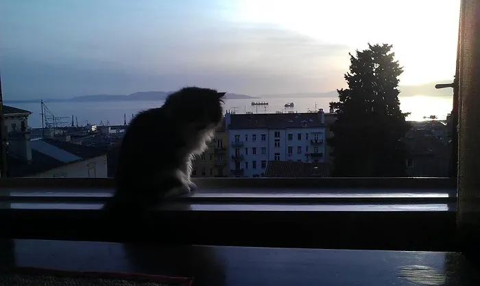 Tito Enjoying A Sea View