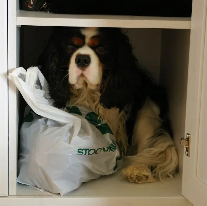 159 Dogs Who Suck At Hide-And-Seek