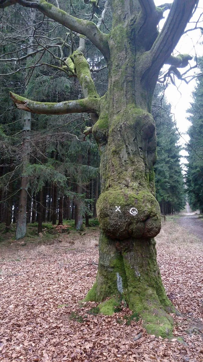 Old Forest Creature