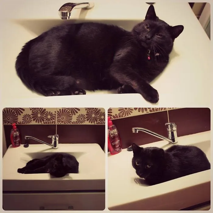 73 Crazy Cats That Actually Love Water