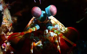 Amazing Underwater Creatures I Photographed While Diving In Indonesia