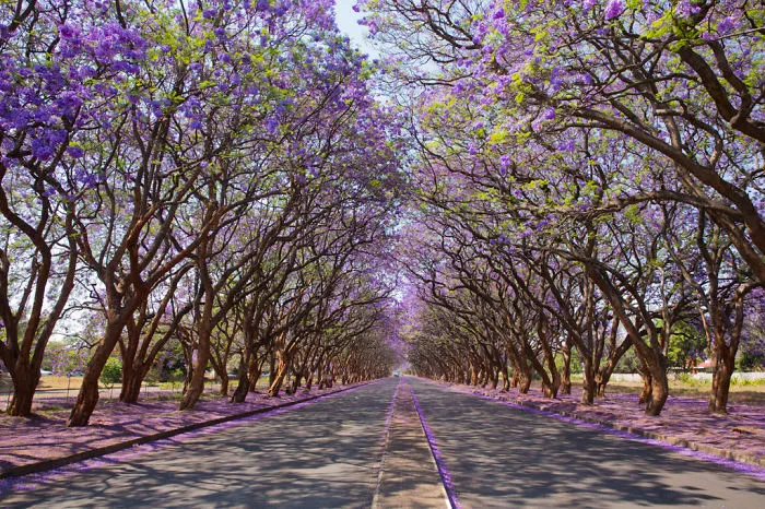 Milton Avenue, Harare, Zimbabwe