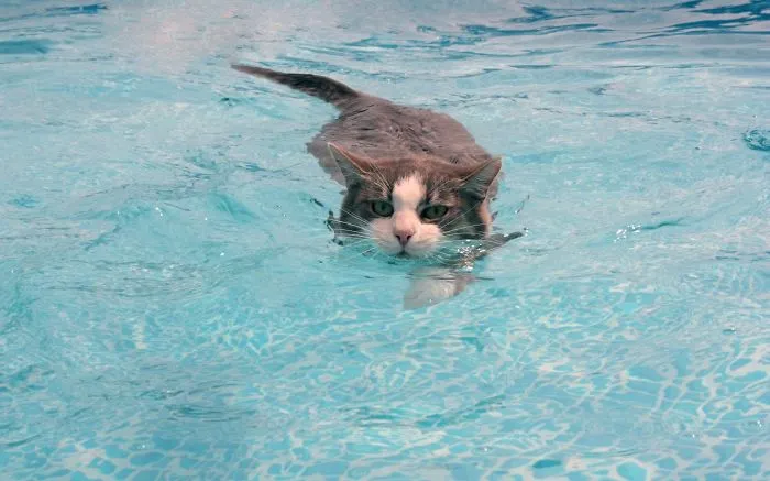73 Crazy Cats That Actually Love Water