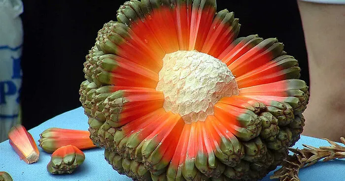 46 Of The World's Weirdest Fruits And Vegetables