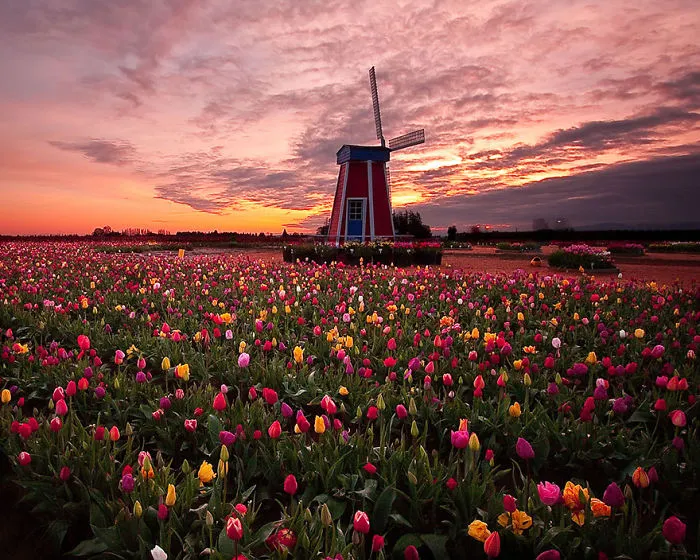 Woodburn, Oregon, USA