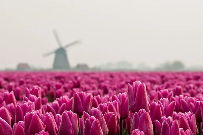 Amsterdam, Netherlands