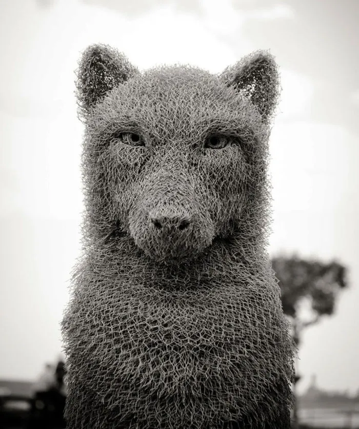 Wolf