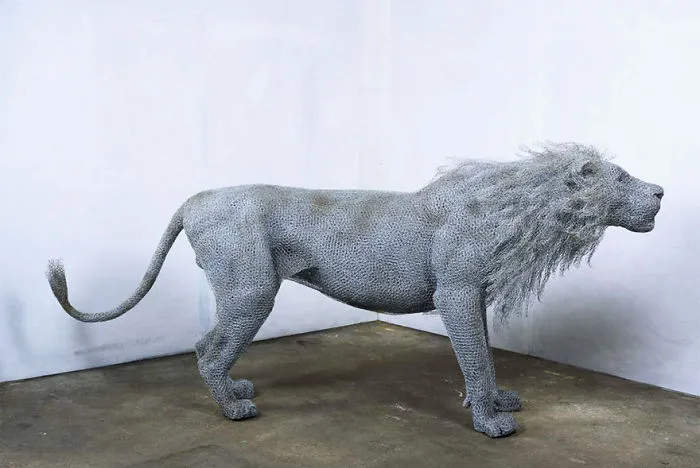 Male Lion