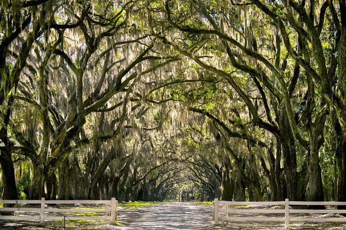 Wormsloe Plantation - Savannah, Georgia