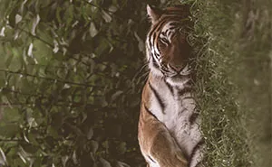 My Photographs From The Calgary Zoo
