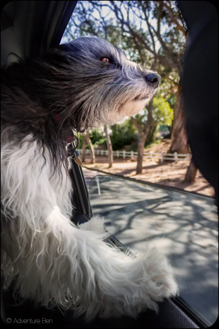 Adventure Ben, From Pound Pup Too Travel Blog Dog