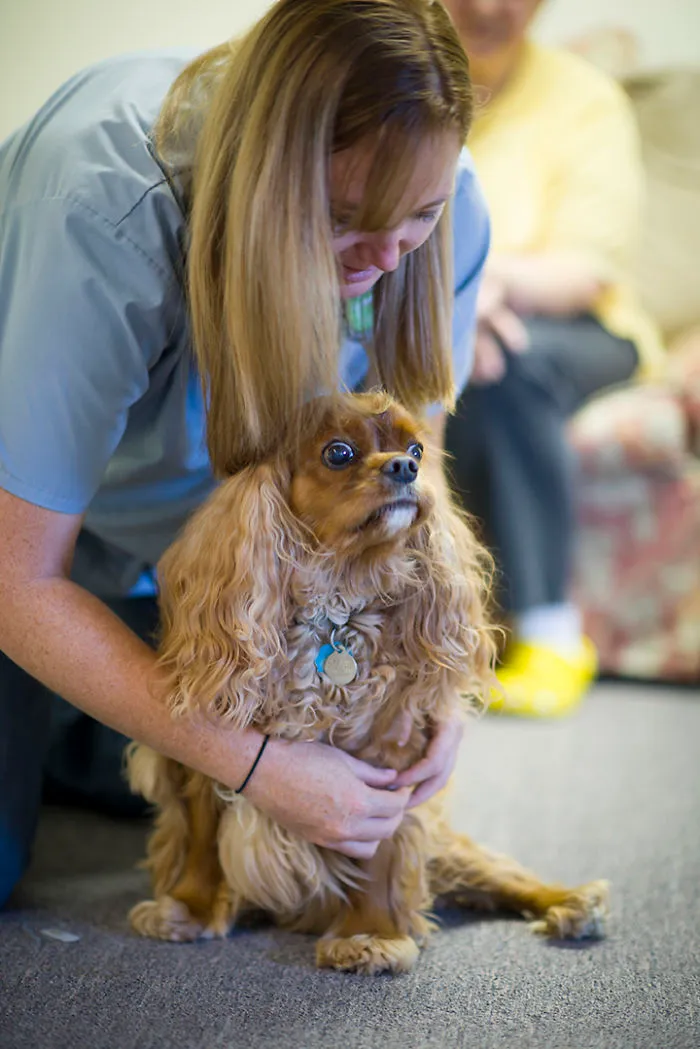 Alphie Gets Acupuncture