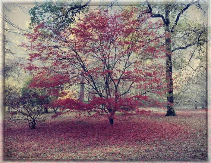 Echoes From The Arbouretum