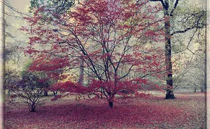 Echoes From The Arbouretum