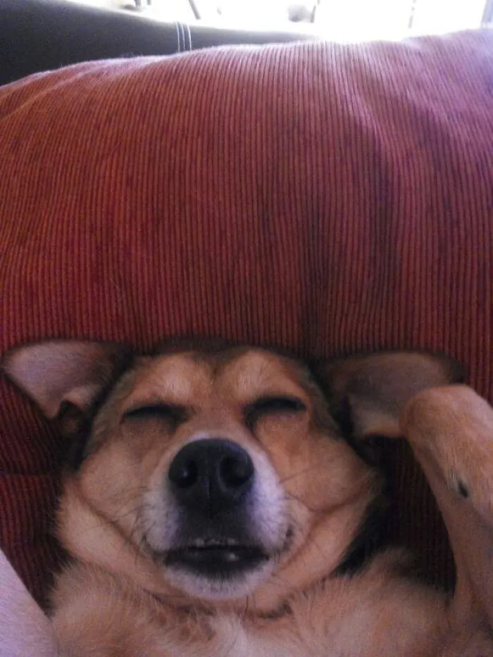 159 Dogs Who Suck At Hide-And-Seek