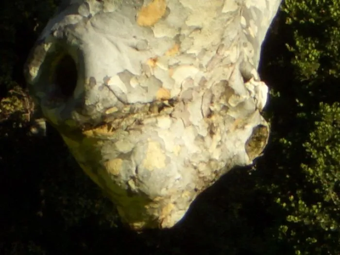 Tree Lizard
