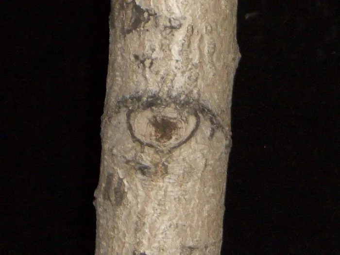 Illuminati Tree