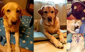 50 Before & After Pics Show The Difference A Day Of Adoption Can Make To A Shelter Pet