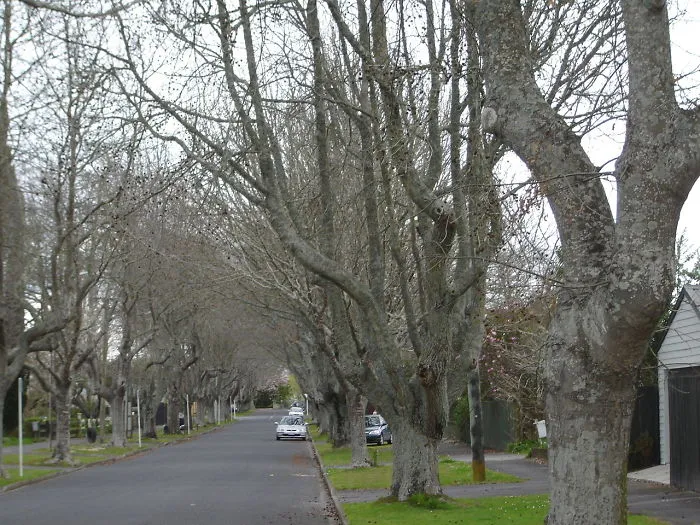 Oak Trees In Winter