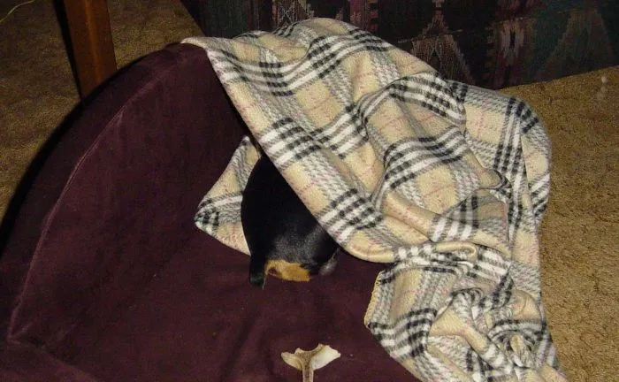 159 Dogs Who Suck At Hide-And-Seek