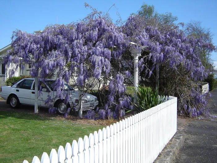 Wisteria