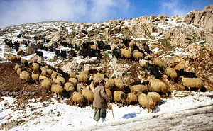 Kurdistan