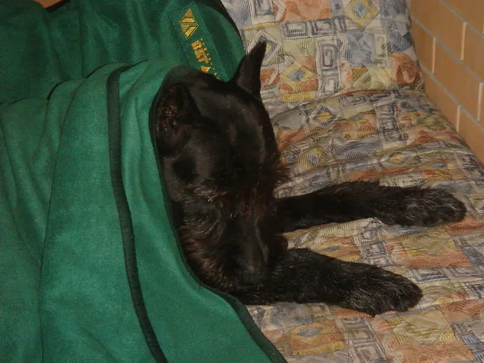 159 Dogs Who Suck At Hide-And-Seek