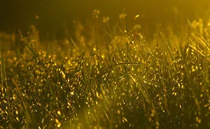 7 Moments Of Gold