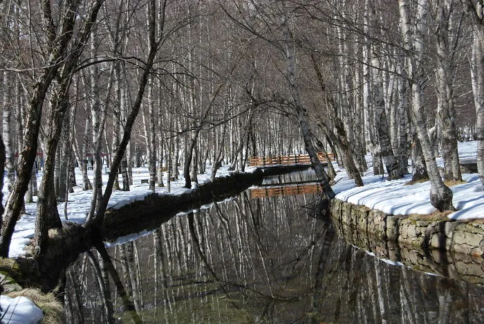 Living On Ice